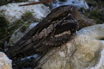 Caprimulgus europaeus