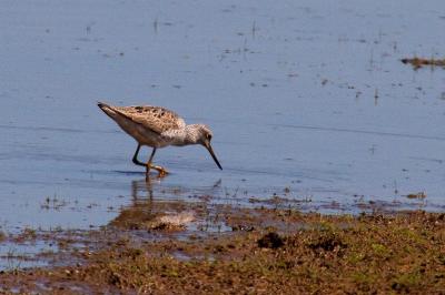 Tringa nebularia