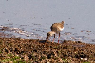 Tringa totanus