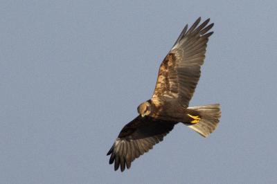 Circus aeruginosus