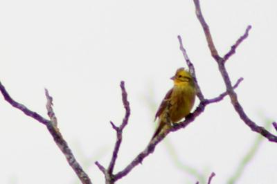 Emberiza citrinella