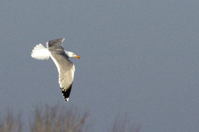 Larus michahellis