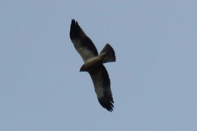 Hieraaetus pennatus