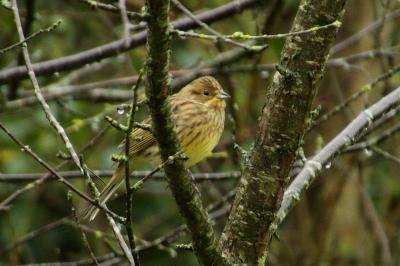 Emberiza citrinella