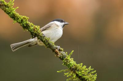 Poecile palustris