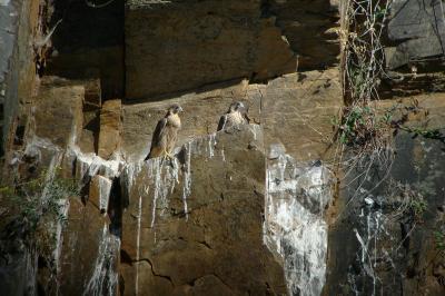 Falco peregrinus