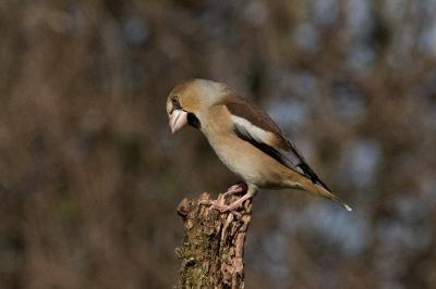 Coccothraustes coccothraustes