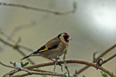 Carduelis carduelis