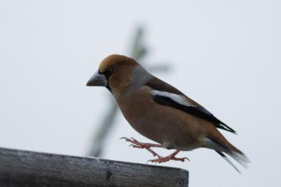 Coccothraustes coccothraustes