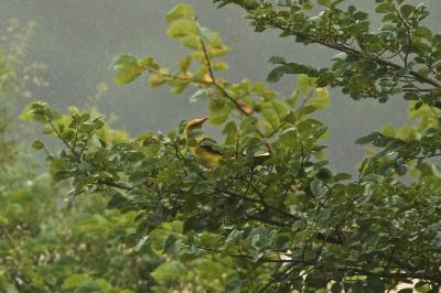 Oriolus oriolus