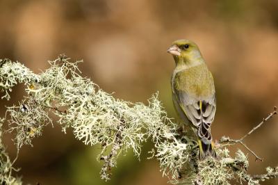 Chloris chloris