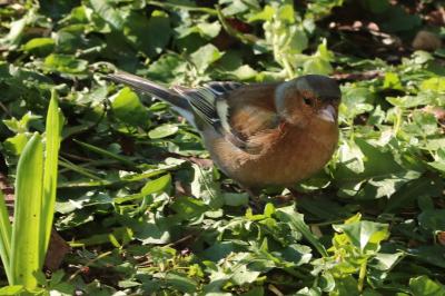 Fringilla coelebs