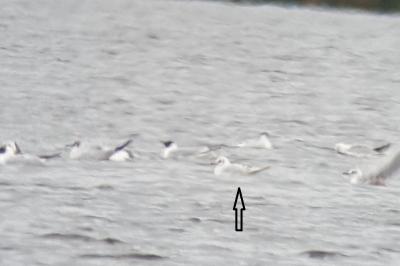 Chroicocephalus ridibundus