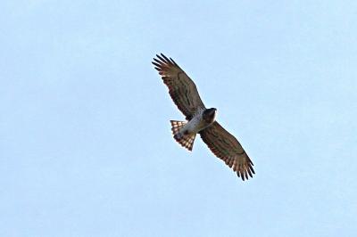 Circaetus gallicus