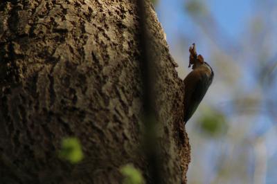 Sitta europaea