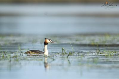 Podiceps cristatus