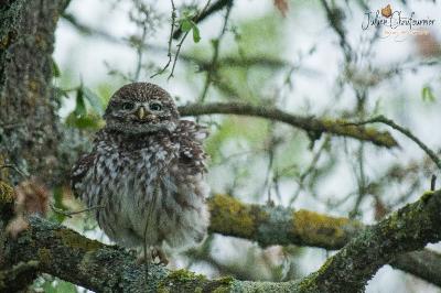 Athene noctua