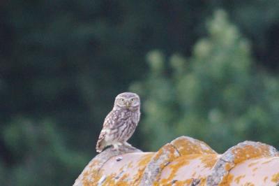 Athene noctua