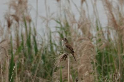 Acrocephalus arundinaceus