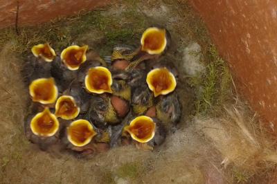 Parus major