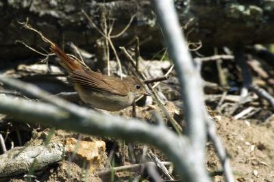 Luscinia megarhynchos