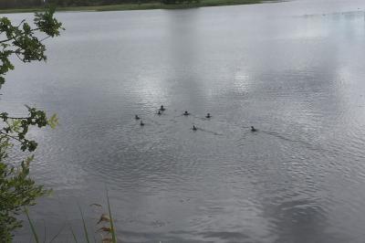 Fulica atra