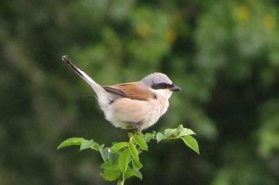 Lanius collurio
