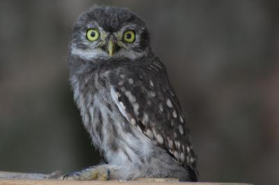 Athene noctua