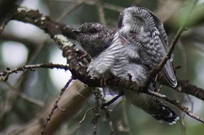 Cuculus canorus