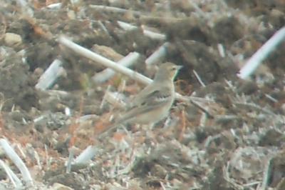 Anthus campestris