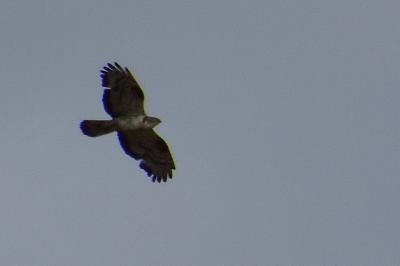 Pernis apivorus