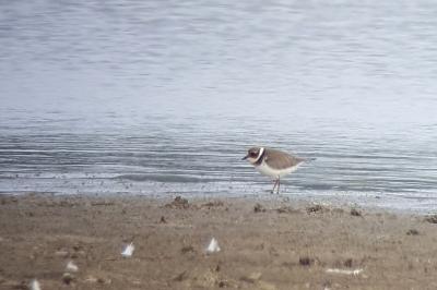 Charadrius hiaticula
