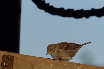 Passer domesticus
