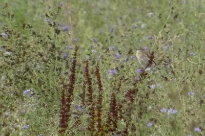 Saxicola rubetra