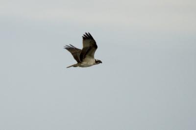 Pandion haliaetus