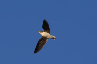 Tringa ochropus
