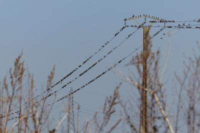 Sturnus vulgaris
