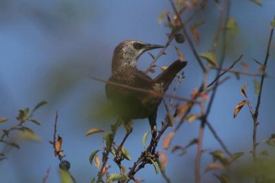 Sturnus vulgaris