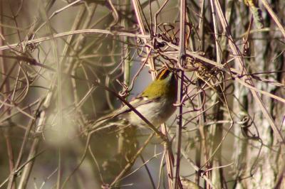 Regulus ignicapilla