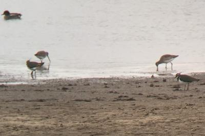 Limosa limosa