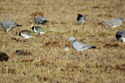 Columba oenas