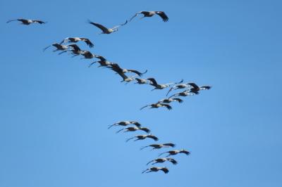 Grus grus