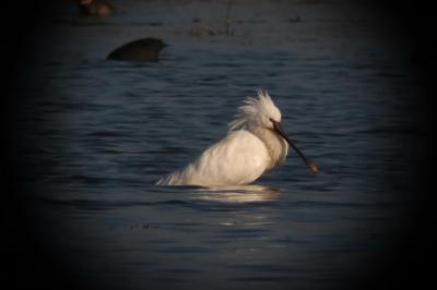 Platalea leucorodia