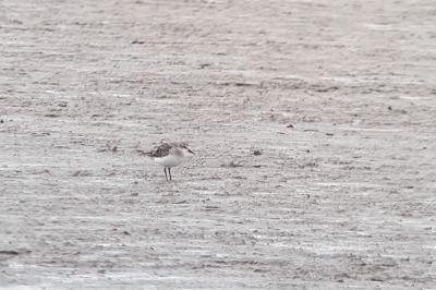 Calidris minuta