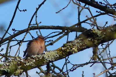 Fringilla coelebs