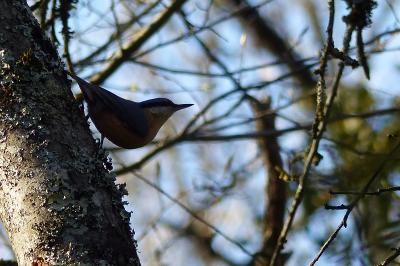 Sitta europaea