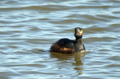 Podiceps nigricollis