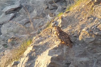 Bubo bubo