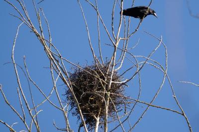 Corvus frugilegus