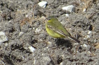 Motacilla flava